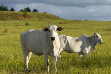 Transformações na pecuária de corte tornam gestão por software indispensável