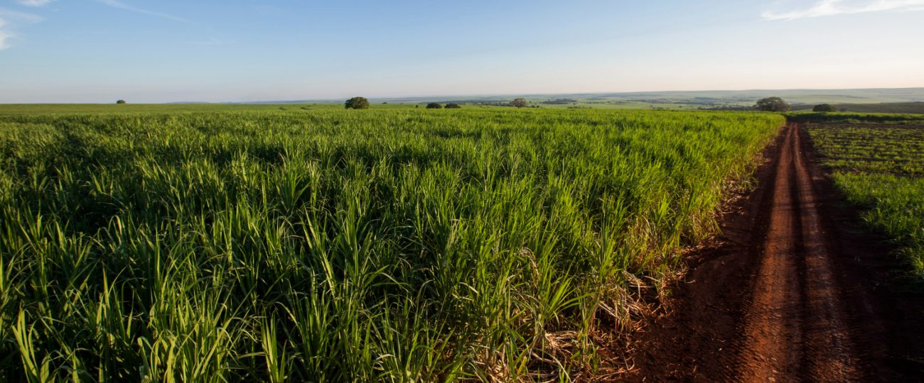 Inteligência artificial reduz em até 8% os custos da lavoura de cana-de-açúcar com defensivos agrícolas