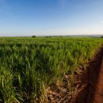 Inteligência artificial reduz em até 8% os custos da lavoura de cana-de-açúcar com defensivos agrícolas