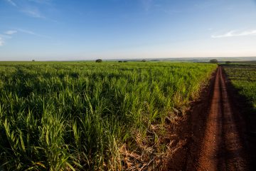 Inteligência artificial reduz em até 8% os custos da lavoura de cana-de-açúcar com defensivos agrícolas