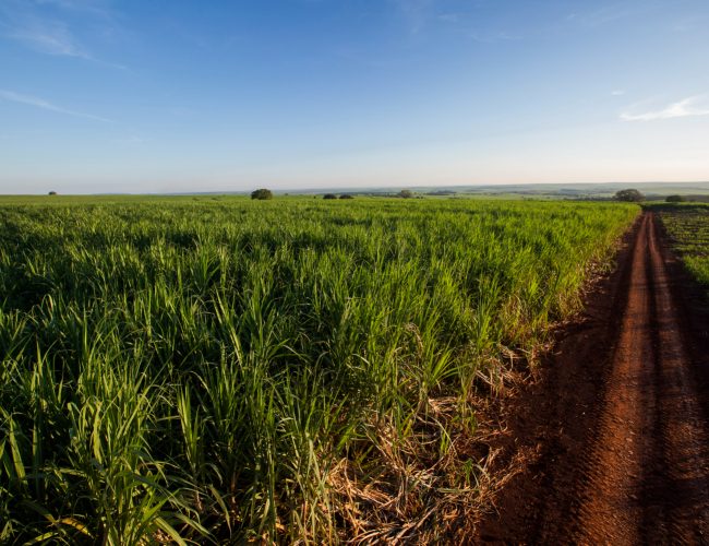 Inteligência artificial reduz em até 8% os custos da lavoura de cana-de-açúcar com defensivos agrícolas