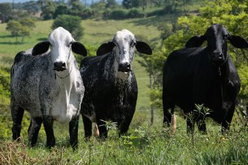 Biogénesis Bagó leva soluções para aumento de desempenho e sanidade animal à Megaleite 2025