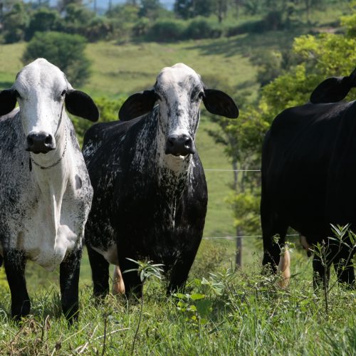 Biogénesis Bagó leva soluções para aumento de desempenho e sanidade animal à Megaleite 2025