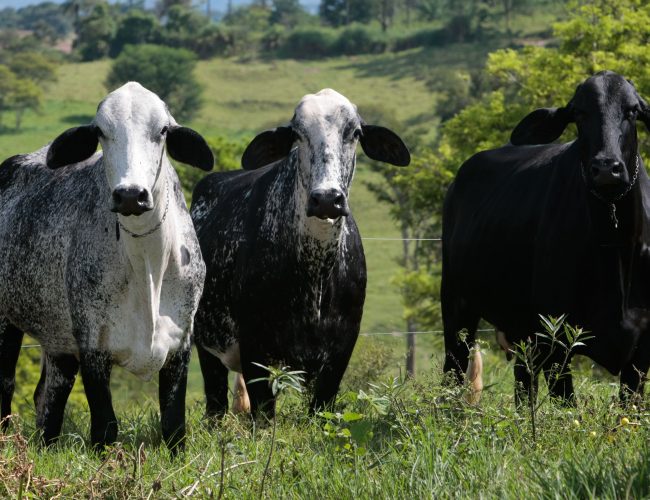 Biogénesis Bagó leva soluções para aumento de desempenho e sanidade animal à Megaleite 2025