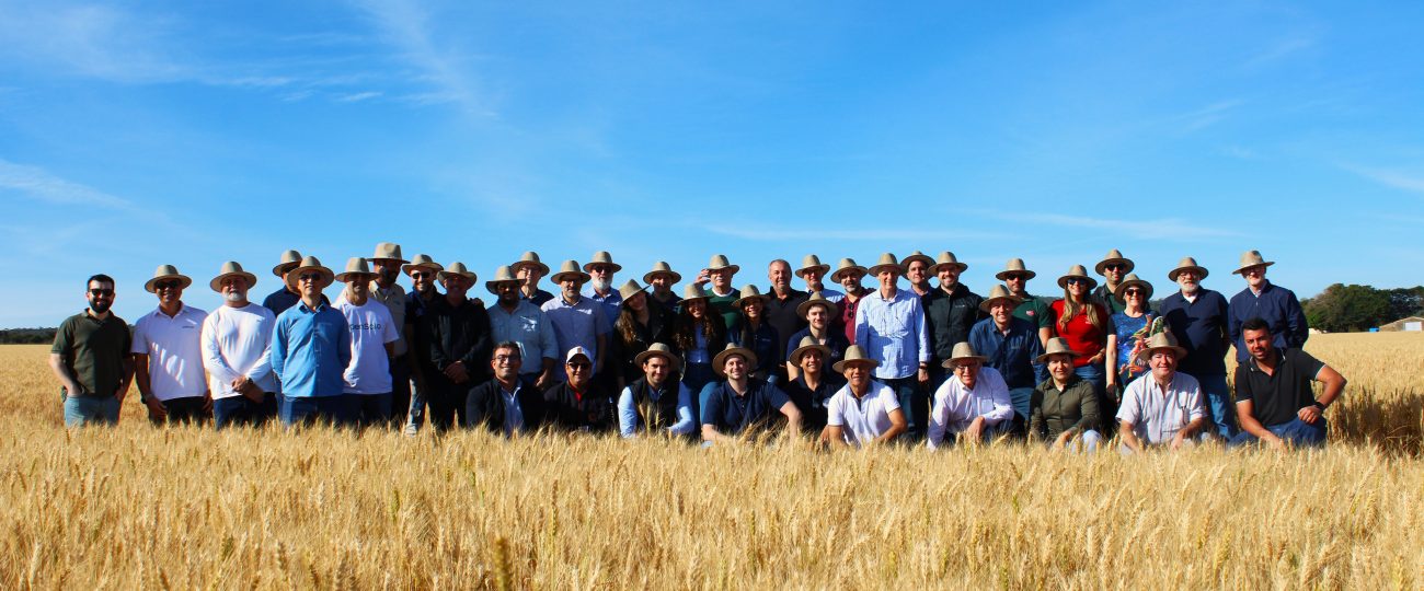 Indústria moageira aposta no Cerrado para ampliar a produção de trigo nacional
