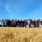 Indústria moageira aposta no Cerrado para ampliar a produção de trigo nacional