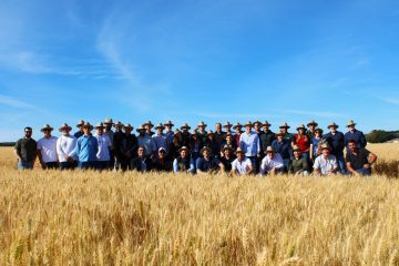 Indústria moageira aposta no Cerrado para ampliar a produção de trigo nacional